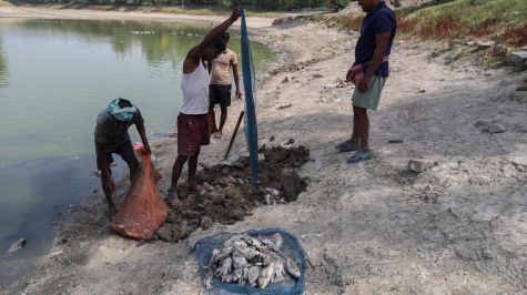 Trabajadores entierran peces muertos cerca del lago Sanjay, parcialmente seco, en Nueva Delhi, India. (EFE)