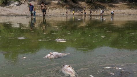 Trabajadores retiran peces muertos del lago Sanjay, parcialmente seco, en Nueva Delhi, India. (EFE)