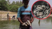 El calor extremo y la contaminación dejan cientos de peces muertos en el lago Sanjay, en Nueva Delhi, India. (EFE)