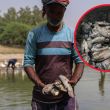 El calor extremo y la contaminación dejan cientos de peces muertos en el lago Sanjay, en Nueva Delhi, India. (EFE)