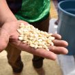 ¿Es el programa "Precio Justo" la solución para el maíz blanco en México? (Foto Cuartoscuro)