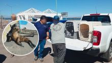 Profepa participa en rescate y rehabilitación de cuatro lobos marinos y en la liberación de un ejemplar en BCS (Profepa)