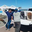 Profepa participa en rescate y rehabilitación de cuatro lobos marinos y en la liberación de un ejemplar en BCS (Profepa) Profepa participa en rescate y rehabilitación de cuatro lobos marinos y en la liberación de un ejemplar en BCS (Profepa)