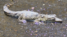 Las leyendas eran ciertas: encuentran un cocodrilo dentro de una coladera en Coyoacán. 