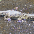 Las leyendas eran ciertas: encuentran un cocodrilo dentro de una coladera en Coyoacán. 