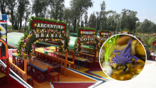 Con una inversión de 90 millones de pesos, el Gobierno capitalino inauguró el nuevo Embarcadero Cuemanco y adelantó un proyecto para recuperar los canales y la Ciudad Lacustre de Xochimilco. 