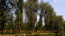 Autoridades capitalinas anunciaron acciones para combatir las descargas de aguas residuales que afectan los canales de Xochimilco. Cuartoscuro