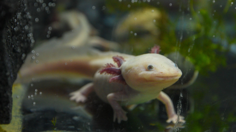 La capital apuesta por la recuperación de hábitats, laboratorios especializados y un santuario para proteger al ajolote de Xochimilco. Cuartoscuro / Archivo