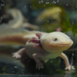 La capital apuesta por la recuperación de hábitats, laboratorios especializados y un santuario para proteger al ajolote de Xochimilco. Cuartoscuro / Archivo La capital apuesta por la recuperación de hábitats, laboratorios especializados y un santuario para proteger al ajolote de Xochimilco. Cuartoscuro / Archivo