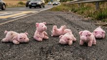 Homicidio de menor en Tecate se suma a los casos marcados por el cerdito rosa. (IA)
