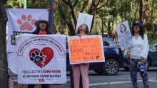La protesta tiene como objetivo principal presionar a las autoridades para que realicen la entrega inmediata de los perros, conocidos como "franciscanitos" (Foto: Cuartoscuro)