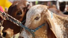 Esta decisión responde a la confirmación de cinco casos de gusano barrenador del ganado (GBG), una plaga erradicada en México desde los años sesenta que infesta a animales de sangre caliente (Foto: Cuartoscuro)