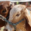 Esta decisión responde a la confirmación de cinco casos de gusano barrenador del ganado (GBG), una plaga erradicada en México desde los años sesenta que infesta a animales de sangre caliente (Foto: Cuartoscuro) Esta decisión responde a la confirmación de cinco casos de gusano barrenador del ganado (GBG), una plaga erradicada en México desde los años sesenta que infesta a animales de sangre caliente (Foto: Cuartoscuro)