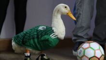 La mascota no oficial del Mundial viralizó a la familia Gómez, vendedores de aguas y refrescos en la capital.