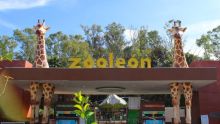Zoológico de León, Guanajuato, refuerza vigilancia tras detectar dos casos de gusano barrenador. (especial)