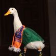 IMPI reconoce a la familia de Carla Gómez como dueña legítima de la marca del "Pato Merlín". (Foto: Cuartoscuro)