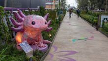 Ayer, cuadrillas de trabajadores retomaron las tareas pendientes para consolidar el vínculo peatonal entre este nuevo espacio público y la red de transporte masivo (Foto: Cuartoscuro)