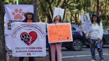 A través de un comunicado, los integrantes de la organización aseguraron que no existe justificación legal para mantener a los animales bajo custodia externa (Foto: Cuartoscuro)