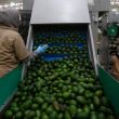 El organismo indicó que con base en el Indicador Global de la Actividad Económica (IGAE) también se reflejó un avance de 2.2% en comparación con el mes inmediato anterior (Foto: EFE)
