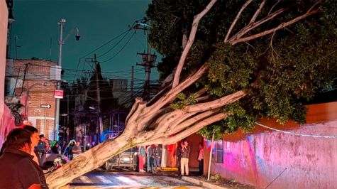 Árbol gigante en Xoco deja sin luz a 15 cuadras de la Benito Juárez tras lluvias ( Foto @roblesmaloof)