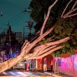 Árbol gigante en Xoco deja sin luz a 15 cuadras de la Benito Juárez tras lluvias ( Foto @roblesmaloof)