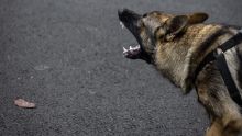 Ataque perro