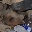 Perrito rescatando durànte el sismo de Venezuela Perrito rescatando durànte el sismo de Venezuela