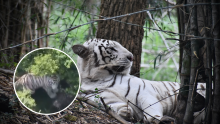 Autoridades estatales y federales mantienen activo el operativo para localizar al tigre de Bengala Kenzo y piden a la población no acercarse al animal. (Foto: Especial / RRSS)