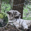 Autoridades estatales y federales mantienen activo el operativo para localizar al tigre de Bengala Kenzo y piden a la población no acercarse al animal. (Foto: Especial / RRSS) Autoridades estatales y federales mantienen activo el operativo para localizar al tigre de Bengala Kenzo y piden a la población no acercarse al animal. (Foto: Especial / RRSS)