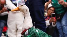 La propuesta, impulsada por la legisladora Luisa Ledesma, pretende modificar la Ley de Protección y Bienestar Animal local (Foto: Cuartoscuro)