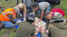 Tras cinco días de operativo, capturan al tigre blanco Kenzo. (Profepa)