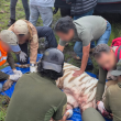 La captura del tigre Kenzo provocó versiones encontradas sobre su estado de salud. (Foto: Profepa) La captura del tigre Kenzo provocó versiones encontradas sobre su estado de salud. (Foto: Profepa)