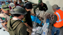 La Profepa confirmó que Kenzo falleció tras el operativo de rescate y anunció la clausura temporal del centro del que escapó. (Foto: Profepa)