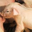 Nació en Argentina el primer cerdo clonado y modificado genéticamente para trasplantes de Latinoamérica. (Pexels)