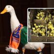 Advierten que furor por Merlín podría terminar en abandono de patos. (Cuartoscuro y EFE)