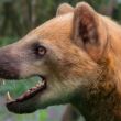 Identifican una nueva especie de perro oso a partir de fósiles hallados en Cataluña. (EFE)