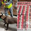 Aseguran en el AIFA más de 1.5 toneladas de cigarrillos procedentes de Bangkok. (Gabinete de Seguridad)