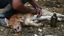 El impacto se siente en tres frentes críticos: la devastación de los hatos ganaderos, pérdidas millonarias por el cierre de mercados internacionales y un riesgo creciente para la salud pública y los animales de compañía (Foto: EFE)