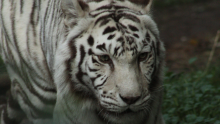 La UNAM confirmó que el tigre Kenzo murió por un disparo en la cabeza durante el operativo realizado en el Estado de México. 