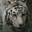 La UNAM confirmó que el tigre Kenzo murió por un disparo en la cabeza durante el operativo realizado en el Estado de México. 