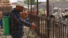 Primer caso de gusano barrenador en Chihuahua preocupa al sector ganadero. (EFE)