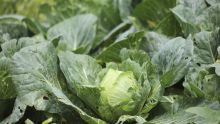 Taylor Foods retira del mercado en EU lechuga iceberg producida en México. (EFE)
