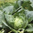 Taylor Foods retira del mercado en EU lechuga iceberg producida en México. (EFE)
