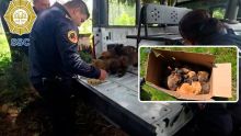 Tras reporte ciudadano, policías rescatan a ocho cachorros abandonados en Tlalpan. (SSC CDMX)