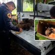 Tras reporte ciudadano, policías rescatan a ocho cachorros abandonados en Tlalpan. (SSC CDMX) Tras reporte ciudadano, policías rescatan a ocho cachorros abandonados en Tlalpan. (SSC CDMX)