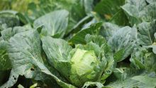 Durante la verificación, se tomaron diez muestras de lechuga (cinco de producto completo y cinco de producto terminado (Foto: EFE)