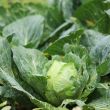 Durante la verificación, se tomaron diez muestras de lechuga (cinco de producto completo y cinco de producto terminado (Foto: EFE) Durante la verificación, se tomaron diez muestras de lechuga (cinco de producto completo y cinco de producto terminado (Foto: EFE)
