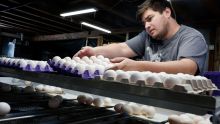 FDA informa retiro de 1.5 millones de docenas de huevos por posible contaminación con salmonela. (EFE)