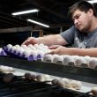 FDA informa retiro de 1.5 millones de docenas de huevos por posible contaminación con salmonela. (EFE) FDA informa retiro de 1.5 millones de docenas de huevos por posible contaminación con salmonela. (EFE)
