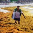 Destinan 2 mil mdp para frenar el sargazo en costas de Quintana Roo. (especial)